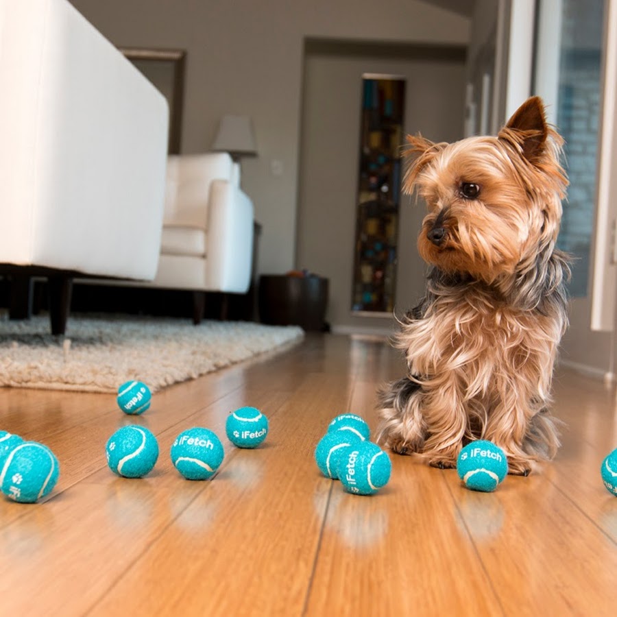 PET TOY